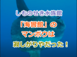 しものせき水族館「海響館」のマンボウは寂しがりやだった件について！