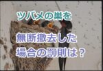 ツバメの巣を無断撤去した場合の罰則は？法律に違反した場合の刑罰や罰金について
