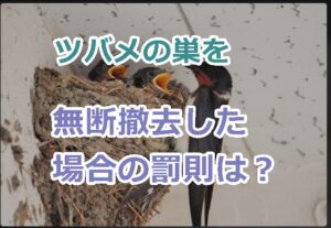 ツバメの巣を無断撤去した場合の罰則は？法律に違反した場合の刑罰や罰金について
