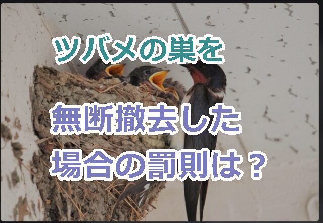 ツバメの巣を無断撤去した場合の罰則は？法律に違反した場合の刑罰や罰金について